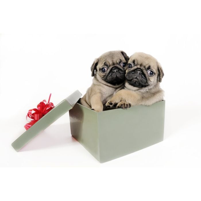 Two Pug Puppies In A Gift Box  - ID # 11429469