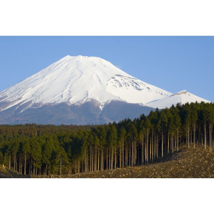 Logging Of A Cedar Forest Near Mt - Fuji - Japan - ID # 11620562