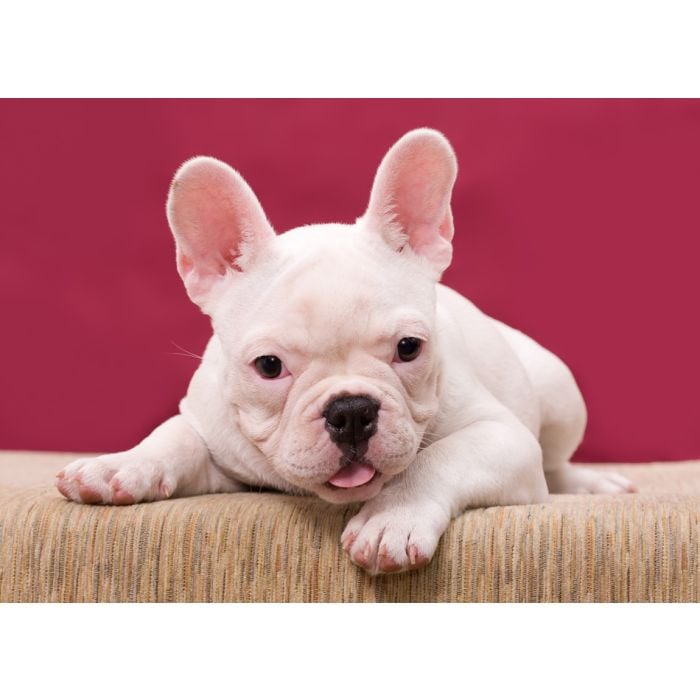 Bulldog - ID # 11798430