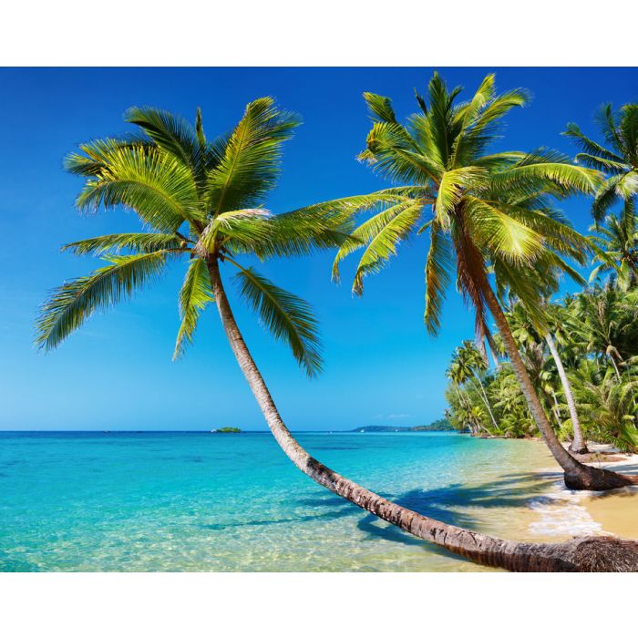 Tropical Beach With Palms In Kood Island Thailand - ID # 22403975