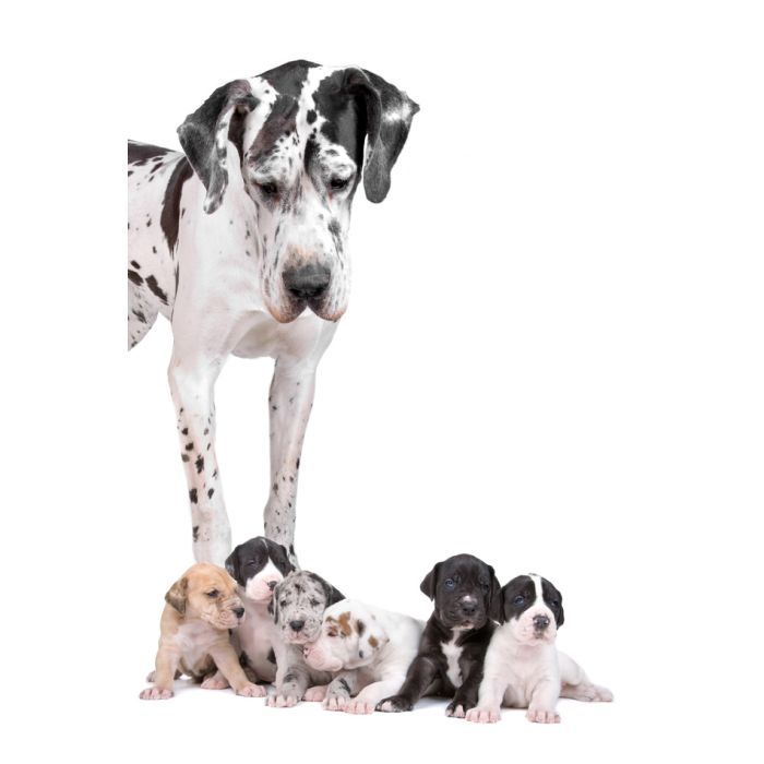 Great Dane Dog Looking At The Cute Puppies - ID # 22855256