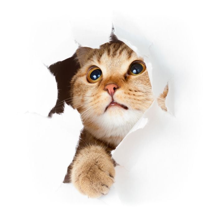 Cat In Paper Side Torn Hole Isolated - ID # 33902265