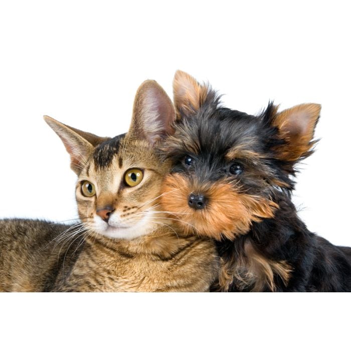 Puppy And Kitten - ID # 4409442