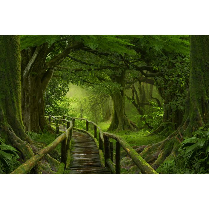 Wooden bridge over the rainforest - ID # 441692386 Wooden bridge over the rainforest - ID # 441692386