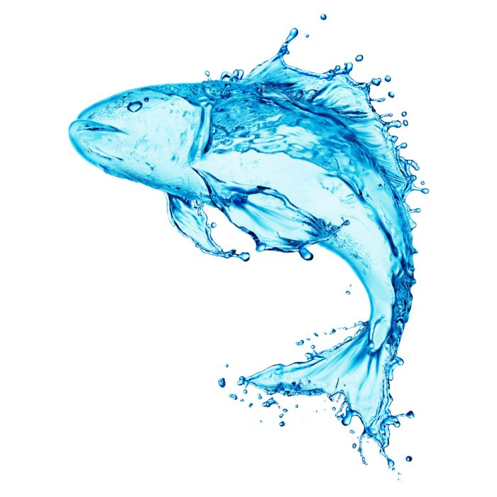 Water Fish Splash Isolated On White Background - ID # 44209389