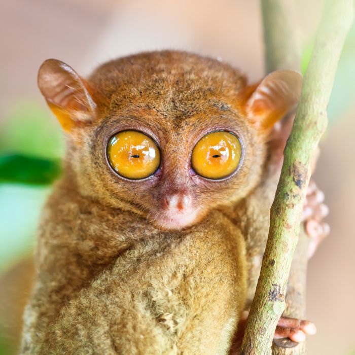 Funny Philippine Tarsier - Philippines - ID # 44423491