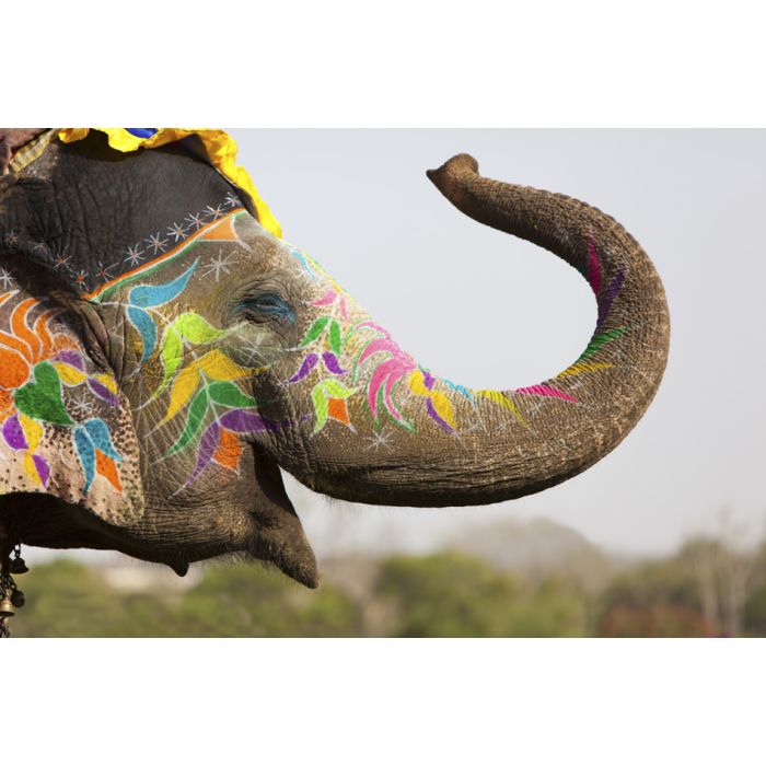 Decorated Elephant At The Elephant Festival - ID # 44621932