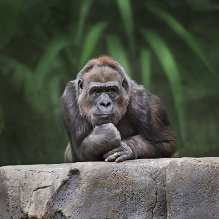 Thinking Monkey - ID # 51202408