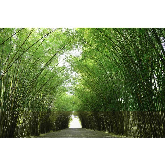 Bamboo Tunnel - ID # 524082526 Bamboo Tunnel - ID # 524082526
