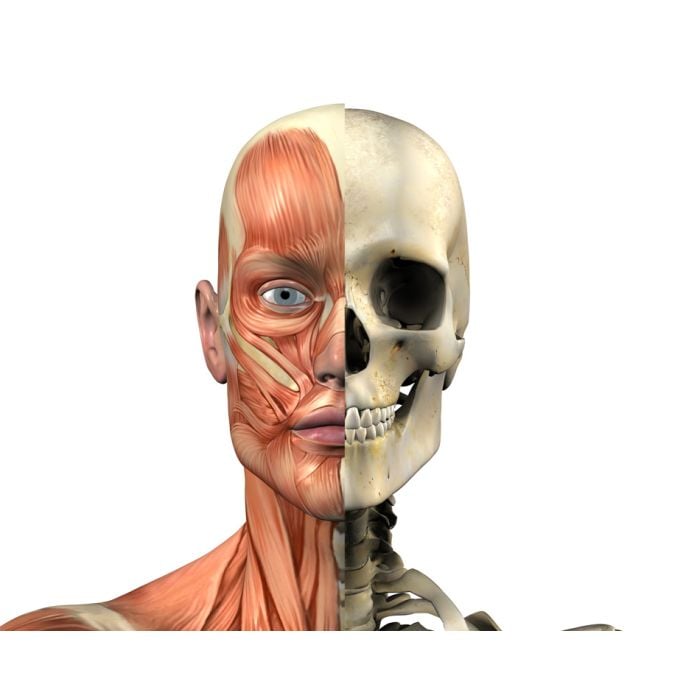Male Head - Skull And Muscles - ID # 551397