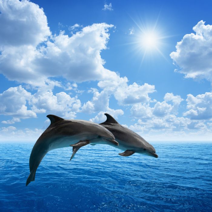 Dolphins Jumping - ID # 55159223