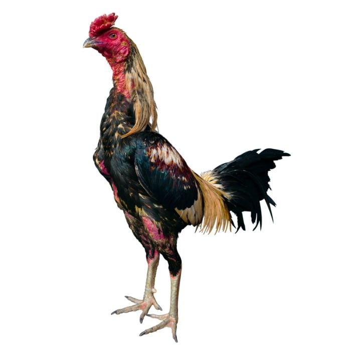 Rooster Fight Cock - ID # 55446816