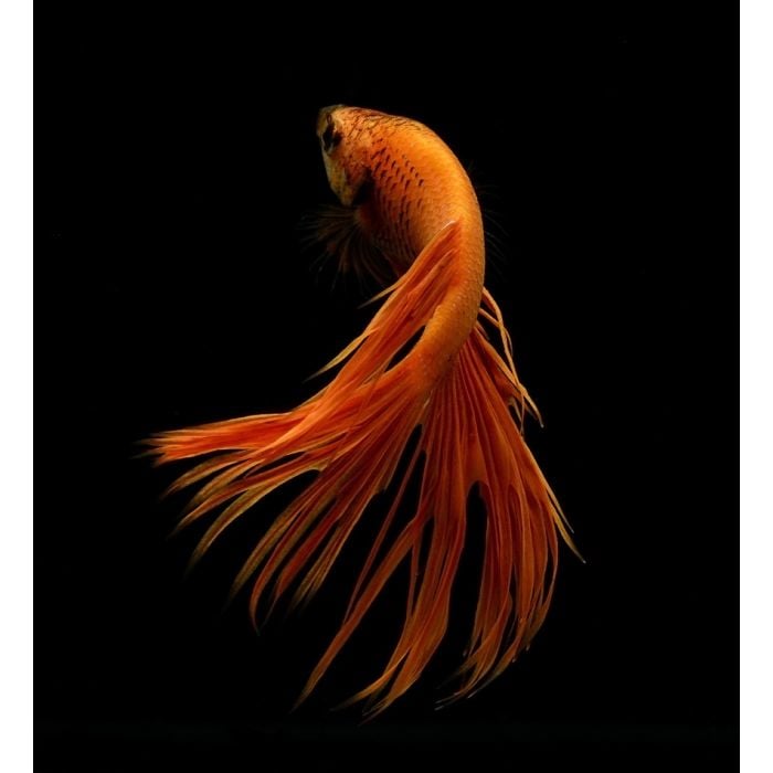 Orange Betta Splenden Crown Tail - ID # 55451321