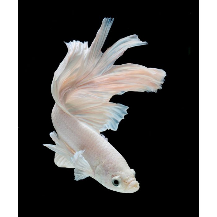 Siamese Fighting Fish - Betta - ID # 55451565