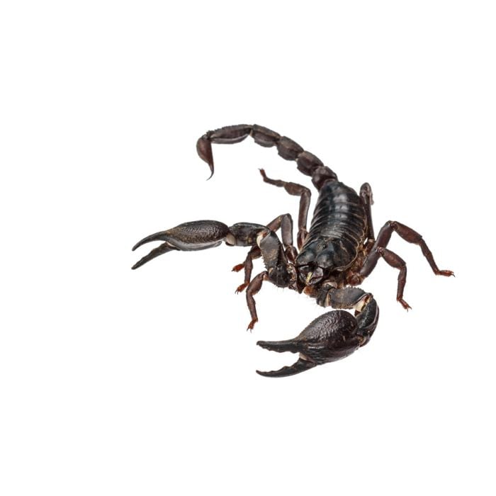 Asian Giant Forest Scorpion - Heterometrus Laoticus - ID # 55673097
