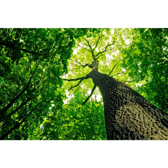 Forest trees. nature green wood sunlight backgrounds. - ID # 95030080 Forest trees. nature green wood sunlight backgrounds. - ID # 95030080