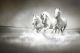 Herd of white horses running through water - ID # 109676912