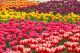 Colorful tulips in the garden  - ID # 113413897