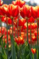 Tulip flowers in the sun  - ID # 114039442