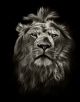graphic black and white lion portrait on black - ID # 120894148