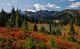 Autumn colors in Mt Rainier National Park - ID # 150673001