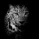 close up Leopard Portrait - ID # 208057342