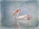 White pelican digitally painted against textured background - ID # 281802911