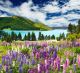 Landscape with lake and flowers New Zealand - ID # 52661029