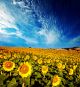 beautiful vibrant sunflowers in the soft morning light with blue sky and 
white  - ID # 83043613