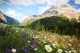 Field of daisies and wild flowers with Rocky Mountains in background - ID # 83264833