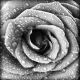 Black and white rose background grunge abstract floral natural pattern 
fresh  - ID # 93576610