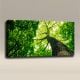 AcousticART Curated Nature Collection #N4L1 Verdant Tree in Old Forest - Size: 48
