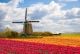Windmill With Tulip Field In Holland - ID # 103740818