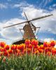 Windmill With Tulips In Holland - ID # 104128949