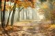 Beautiful Morning In The Misty Autumn Forest With Sun Rays - ID # 109964576