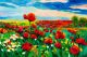 Opium poppy field in front of beautiful - ID # 123577342