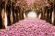 The romantic tunnel of pink flower trees - ID # 143201758