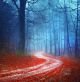 Magic Colorful Autumn Forest Road - ID # 166015514