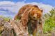 Large male grizzly bear crossing Montana ridge - ID # 169245218