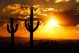 Arizona Desert Sunset With Giant Saguaro Silhouette - ID # 175129736