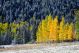 Yellow aspens in Colorado mountain in fall Aspen CO - ID # 179944427