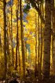 Brilliant fall colors in an Aspen forest at Lundy Lake  - ID # 231188617