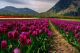 Rows of violet tulips before vast mountains - ID # 240461056