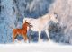 Arabian horse mare and her young colt running through snow - ID # 246300046