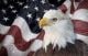 Bald eagle with american flag out of focus - ID # 247825213