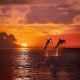 Orange Sunset At The Sea And Two Beautiful Playful Dolphins Jumping Up - ID # 66396880
