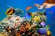 Photo of a tropical fish and turtle on a coral reef - ID # 77259856