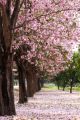Cherry blossom trees garden - ID # 93909949