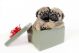 Two Pug Puppies In A Gift Box  - ID # 11429469