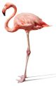 Pink Flamingo On White - ID # 1248670